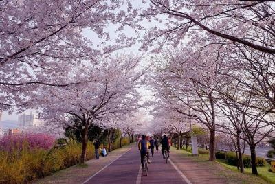 Parque Ecológico Daejeo + Túnel Sanrak Sakura + HaeundaeDalmajiRo Parque Ecológico Daejeo + Túnel Sanrak Sakura + HaeundaeDalmajiRo