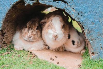 Viaje al Monte Kinabalu 2D1N