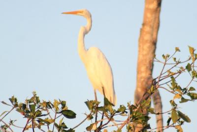 Tour de Observación de Aves Huatulco HT