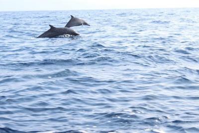 Amanecer con estrellas y delfines desde Puerto Escondido