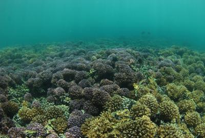 Snorkeling en Turtle Bay