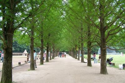 ❃ (¡Comida gratis!) Nami Island y Garden of Morning Calm Day Tour