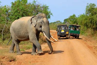 Excursión de un día a Wilpattu desde Anuradhapura