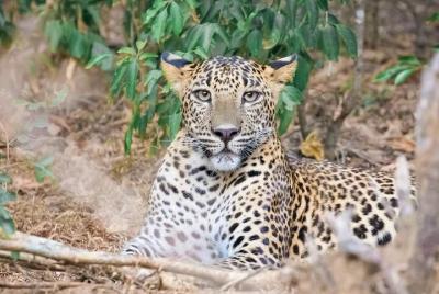 Safari en el Parque Nacional Wasgamuwa desde Dambulla