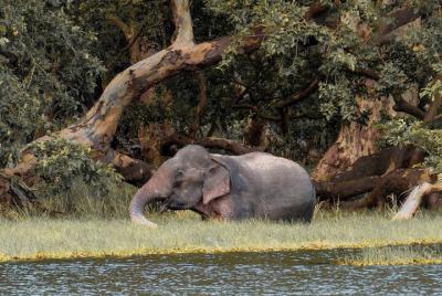 Safari en el Parque Nacional Wilpattu desde Habarana