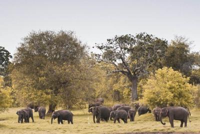 Tour privado: Safari de reunión del gran elefante en Minneriya