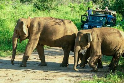 Safari privado en el parque ecológico de Hurulu con naturalista