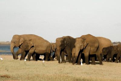 Safari en el Parque Nacional Kaudulla desde Sigiriya