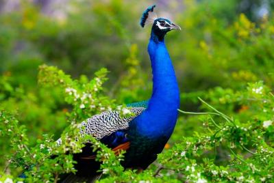 Safari privado del parque nacional de Kaudulla desde Dambulla
