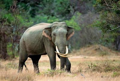 Safari compartido del parque nacional de Kalawewa