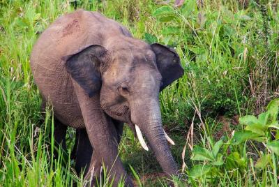 Hurulu Eco Park Safari desde Polonnaruwa