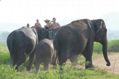 Jeep safari Minneriya / Parque Nacional Kaudulla