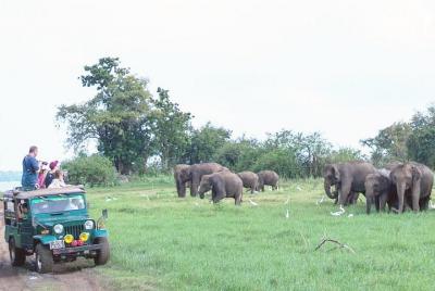 Parque Nacional Minneriya Jeep Safari