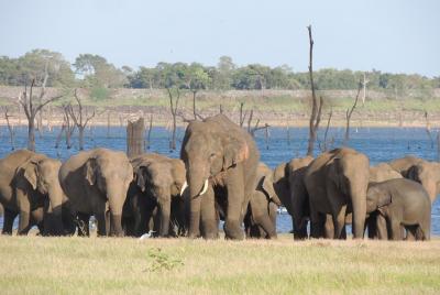 Safari en el Parque Nacional Kaudulla desde Habarana