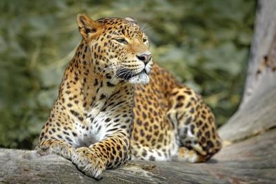 Safari en el Parque Nacional Wilpattu desde Dambulla