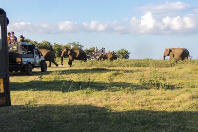 Sigiriya Rock y Wild Elephant Safari desde Dambulla