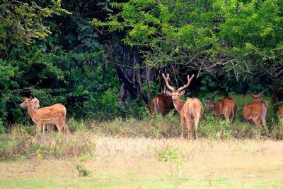 Safari compartido en el Parque Nacional Kumana