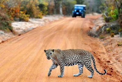 Safari de medio día en el Parque Nacional Yala desde Bentota / Ga