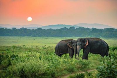 Safari en el Parque Nacional Udawalawe desde Beruwala