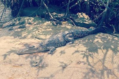 Bentota Boat Safari desde los hoteles de Bentota