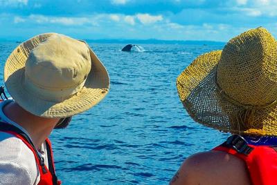 Avistamiento de ballenas en barco desde Ahungalla