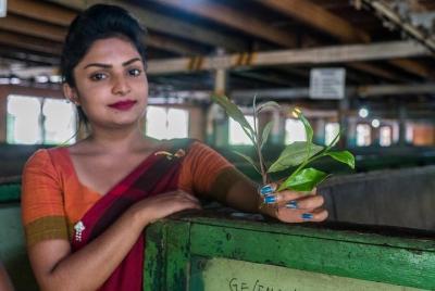 Los centros de té de Srilanka