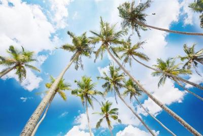 Ahungalla Hotel To Airport (CMB) Traslados de salida