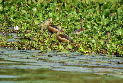 Tour de observación de aves Muthurajawela desde Negombo / Colombo
