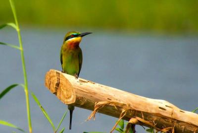 Paseo en bote para observar aves en el pantano de Muthurajawela