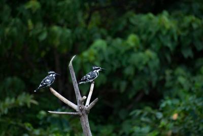 Paseo de observación de aves en Diyasaru Uyana en Colombo