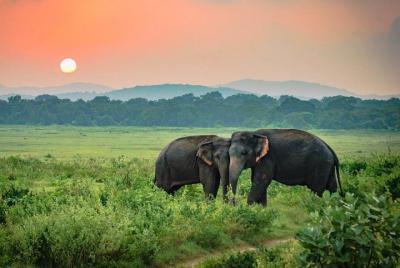 Safari en el Parque Nacional Udawalawe desde Hikkaduwa