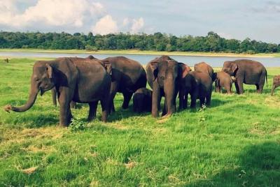 Yala, Udawalawe safari tours