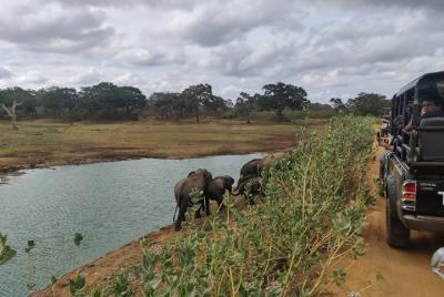 Safari en el Parque Nacional Yala desde Koggala
