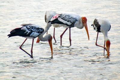 Observación de aves en la laguna de Jaffna
