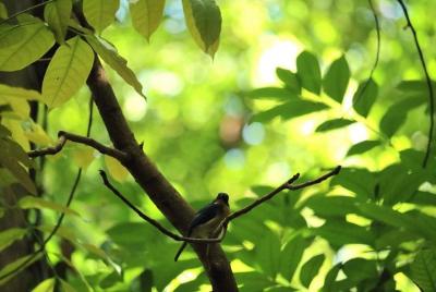 Udawatta Kele Sanctuary Observación de aves y trekking desde Kand Udawatta Kele Sanctuary Observación de aves y trekking desde Kand