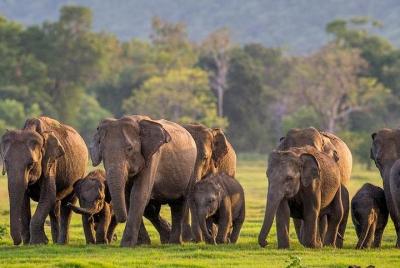 Jeep Safari en un parque nacional Jeep Safari en un parque nacional