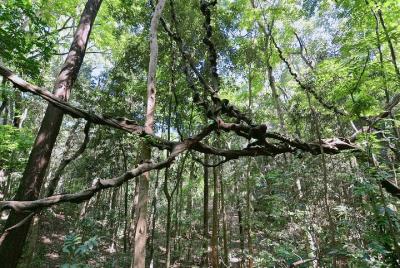Camina por el santuario de Udawatta Kele con guía