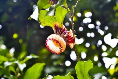 Flores, Te y Templos