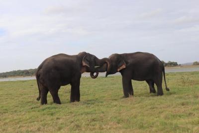 Kandy City Walks Relajante City Tour