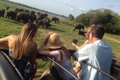 Minneriya Elephant Safari With Sigiriya Rock & Dambulla Cave Temp