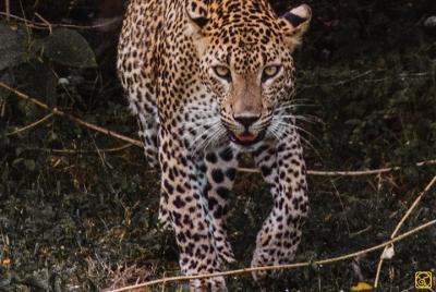 Negombo al Parque Nacional Wilpattu - Safari privado