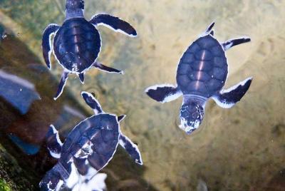 Excursión de un día a Benton desde Negombo Excursión de un día a Benton desde Negombo