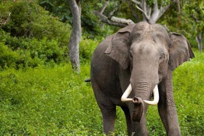 Excursión de safari al parque nacional Wilpattu desde Negombo Excursión de safari al parque nacional Wilpattu desde Negombo