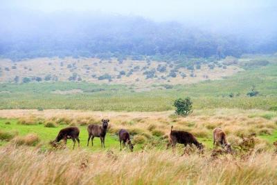 Recorrido por el parque nacional de Horton Plains desde Nuwara El