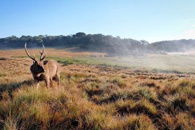 Trekking en el Parque Nacional de Horton Plains