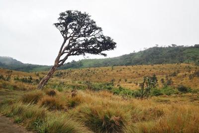 Hortan Plains van de nuwaraeliya llamada