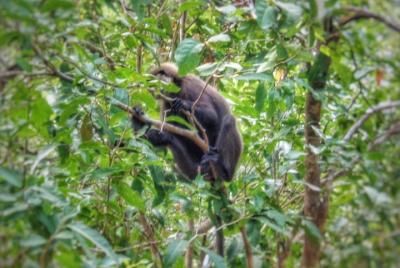 Jeep Safari al Parque Nacional Minneriya