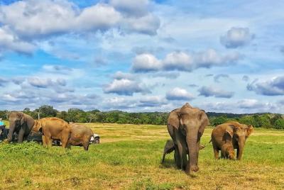 Jeep Safari en el Parque Nacional Kaudulla