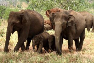 Full Day Shared Safari en el Parque Nacional Yala por Yala La Saf