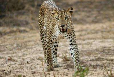 Yala Wild Safari Tours